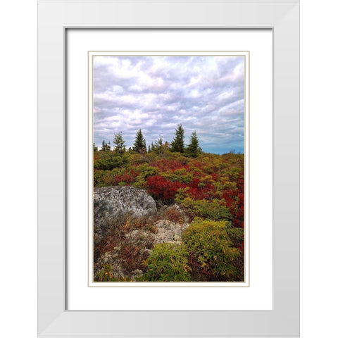 Bear Rocks White Modern Wood Framed Art Print with Double Matting by Head, Danny