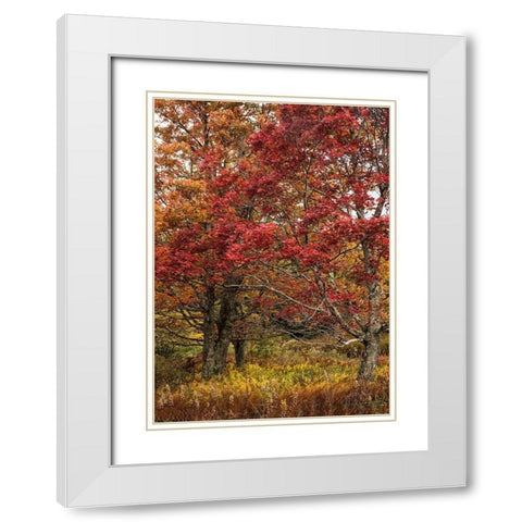 Gold and Red White Modern Wood Framed Art Print with Double Matting by Head, Danny