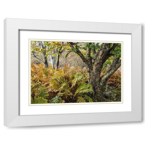 Autumn Fern White Modern Wood Framed Art Print with Double Matting by Head, Danny