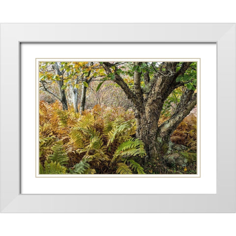 Autumn Fern White Modern Wood Framed Art Print with Double Matting by Head, Danny