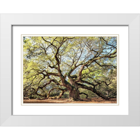 Angel Oak White Modern Wood Framed Art Print with Double Matting by Head, Danny