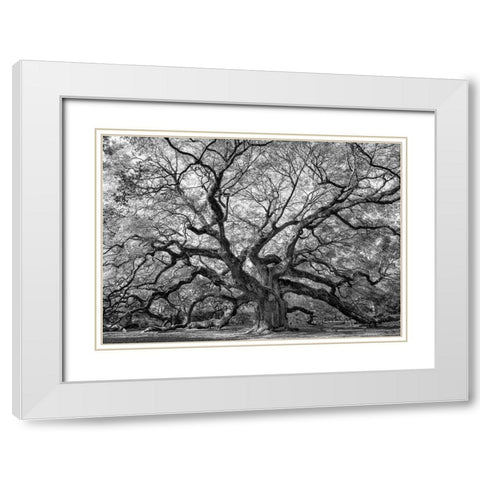 Angel Oak BAndW White Modern Wood Framed Art Print with Double Matting by Head, Danny