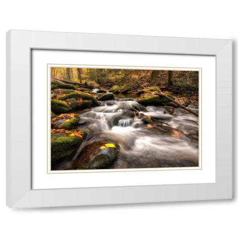 Fallen Leaves White Modern Wood Framed Art Print with Double Matting by Head, Danny