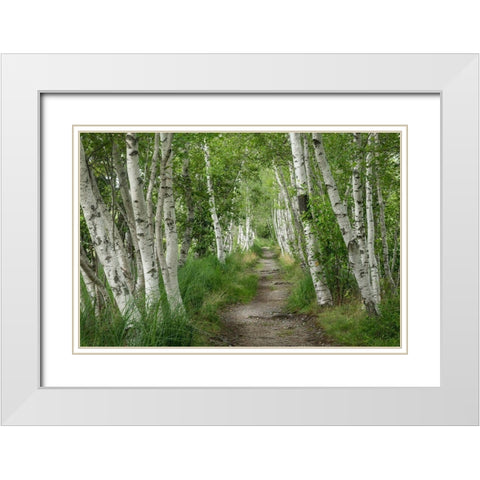 Summer Path II White Modern Wood Framed Art Print with Double Matting by Head, Danny
