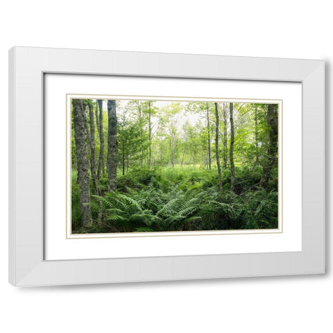 Woodlands White Modern Wood Framed Art Print with Double Matting by Head, Danny