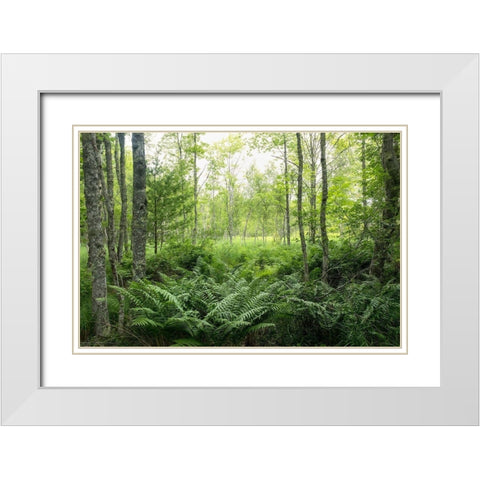 Woodlands White Modern Wood Framed Art Print with Double Matting by Head, Danny