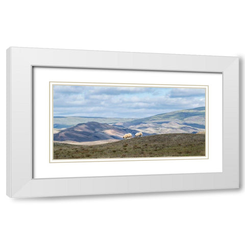 Highland Grazing I White Modern Wood Framed Art Print with Double Matting by Head, Danny