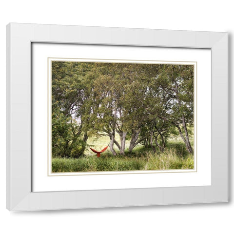 Red Hammock White Modern Wood Framed Art Print with Double Matting by Head, Danny