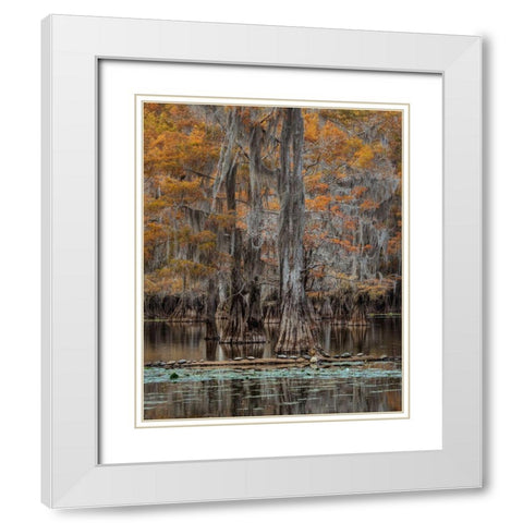 Twenty Turtles White Modern Wood Framed Art Print with Double Matting by Head, Danny