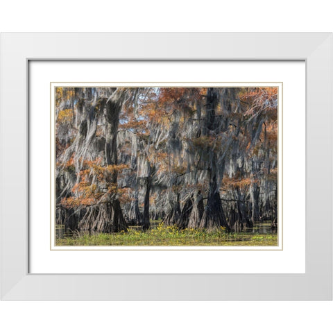 Bayou Flowers White Modern Wood Framed Art Print with Double Matting by Head, Danny