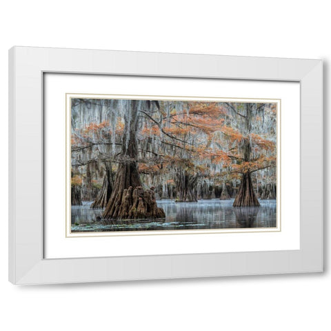 Spanish Moss I White Modern Wood Framed Art Print with Double Matting by Head, Danny