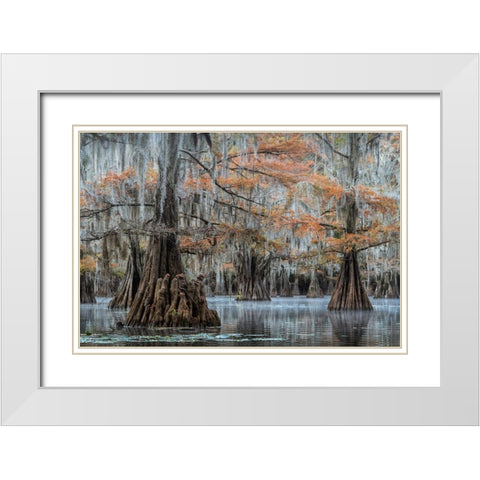 Spanish Moss I White Modern Wood Framed Art Print with Double Matting by Head, Danny