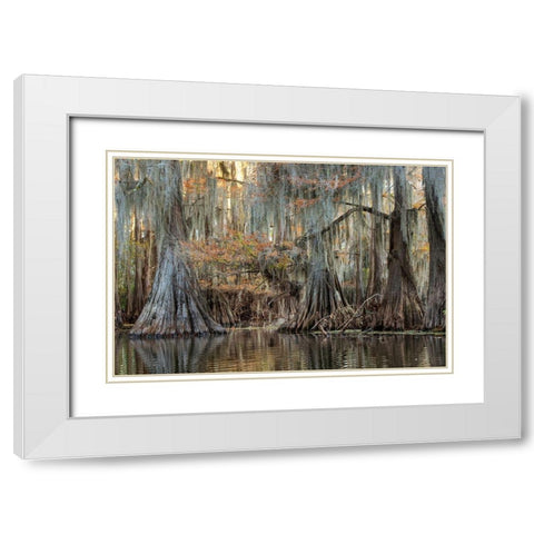 Cypress Silk White Modern Wood Framed Art Print with Double Matting by Head, Danny