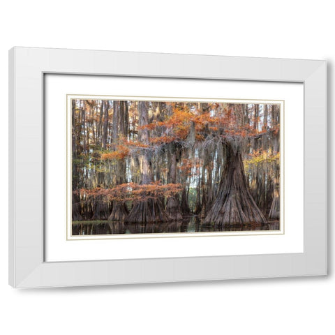 Big Cypress White Modern Wood Framed Art Print with Double Matting by Head, Danny