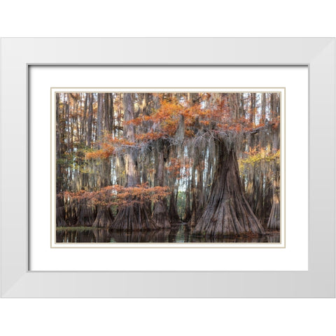 Big Cypress White Modern Wood Framed Art Print with Double Matting by Head, Danny