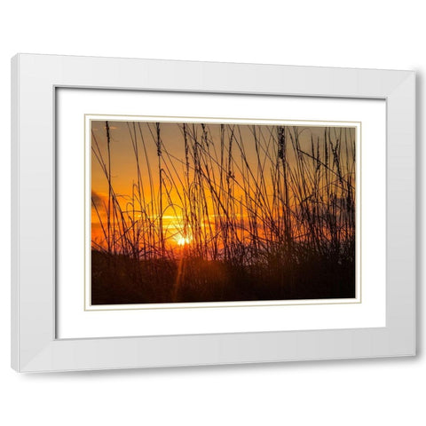 Sea Oats White Modern Wood Framed Art Print with Double Matting by Head, Danny