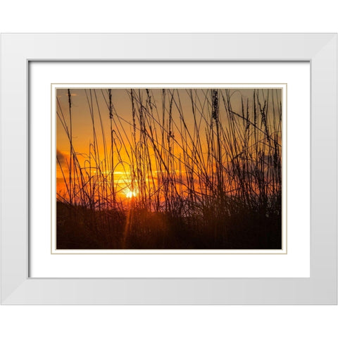 Sea Oats White Modern Wood Framed Art Print with Double Matting by Head, Danny