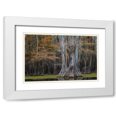 Cypress Trail White Modern Wood Framed Art Print with Double Matting by Head, Danny
