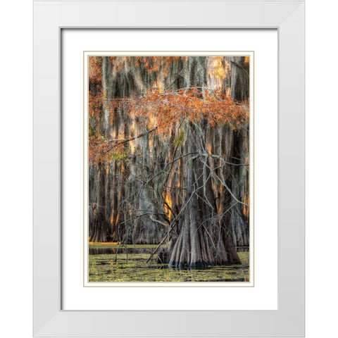 On the Bayou V White Modern Wood Framed Art Print with Double Matting by Head, Danny