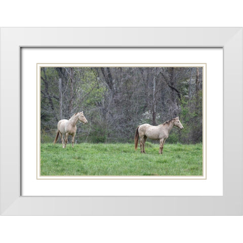 Buddies I White Modern Wood Framed Art Print with Double Matting by Head, Danny