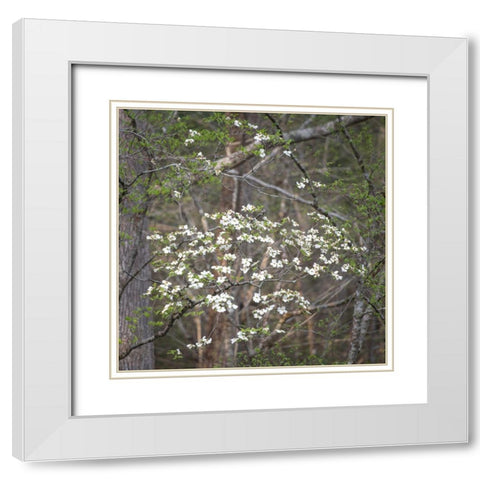 Dogwoods II White Modern Wood Framed Art Print with Double Matting by Head, Danny