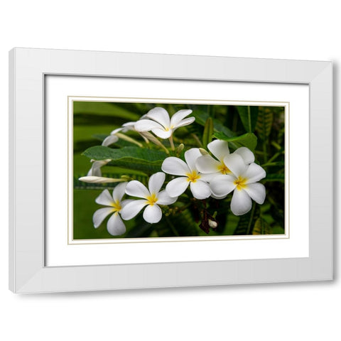 Plumeria I White Modern Wood Framed Art Print with Double Matting by Head, Danny