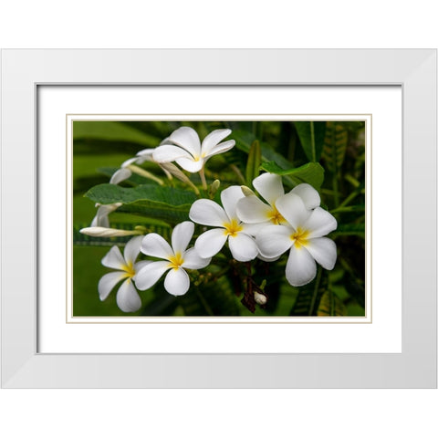 Plumeria I White Modern Wood Framed Art Print with Double Matting by Head, Danny