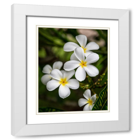 Plumeria II White Modern Wood Framed Art Print with Double Matting by Head, Danny