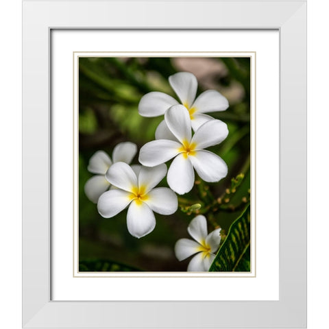 Plumeria II White Modern Wood Framed Art Print with Double Matting by Head, Danny