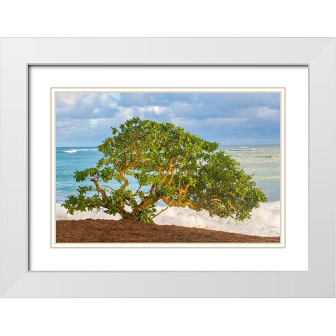 Beachside Tree White Modern Wood Framed Art Print with Double Matting by Head, Danny