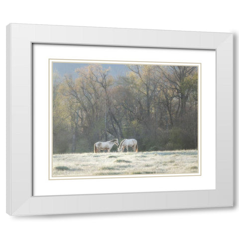 Morning Graze White Modern Wood Framed Art Print with Double Matting by Head, Danny