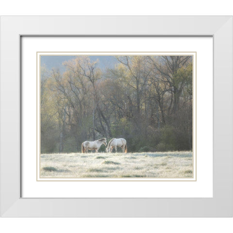 Morning Graze White Modern Wood Framed Art Print with Double Matting by Head, Danny