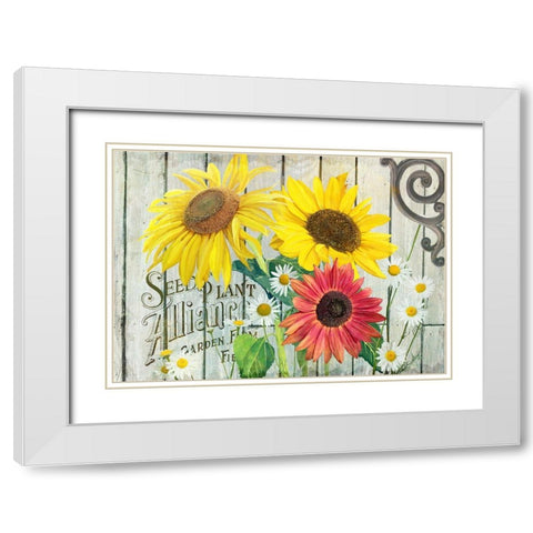 Farm Seed Sunflowers White Modern Wood Framed Art Print with Double Matting by Art Licensing Studio