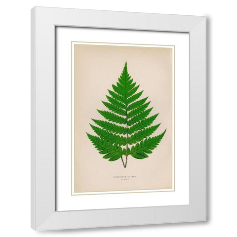 Acrostichum Alienum White Modern Wood Framed Art Print with Double Matting by Art Licensing Studio