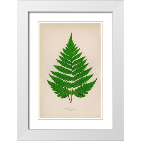 Acrostichum Alienum White Modern Wood Framed Art Print with Double Matting by Art Licensing Studio