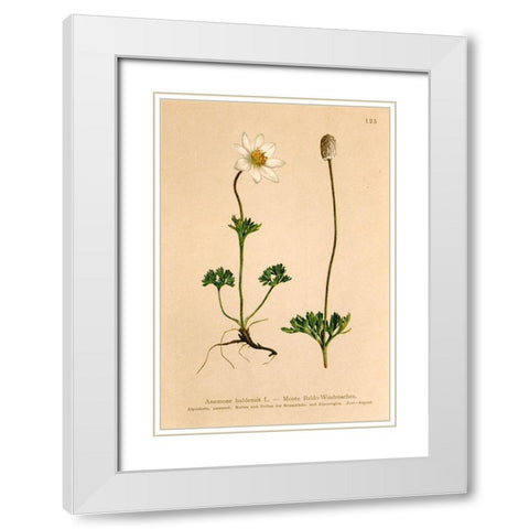 Anemone Baldensis White Modern Wood Framed Art Print with Double Matting by Art Licensing Studio