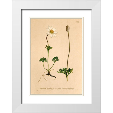 Anemone Baldensis White Modern Wood Framed Art Print with Double Matting by Art Licensing Studio