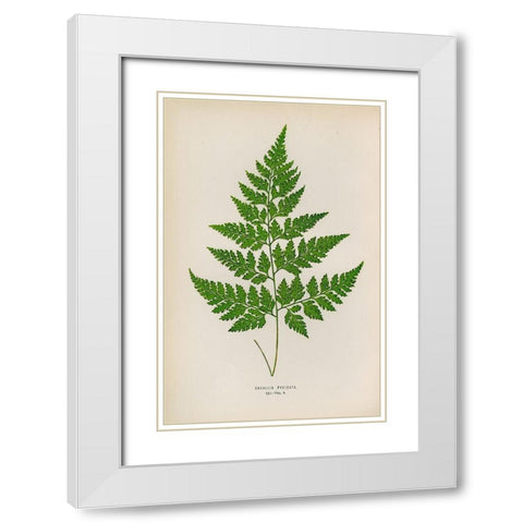Davallia Pyxidata White Modern Wood Framed Art Print with Double Matting by Art Licensing Studio