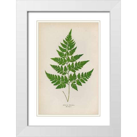 Davallia Pyxidata White Modern Wood Framed Art Print with Double Matting by Art Licensing Studio