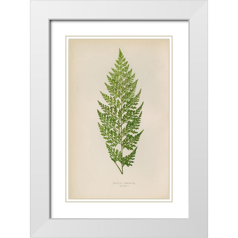 Davallia Tenuifolia White Modern Wood Framed Art Print with Double Matting by Art Licensing Studio