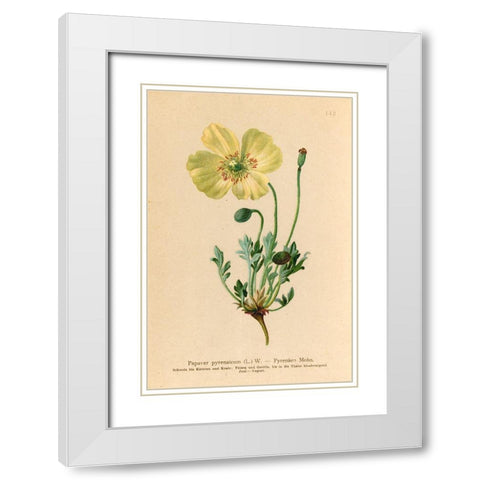 Papaver Pyrenaicum White Modern Wood Framed Art Print with Double Matting by Art Licensing Studio