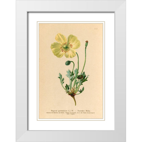 Papaver Pyrenaicum White Modern Wood Framed Art Print with Double Matting by Art Licensing Studio