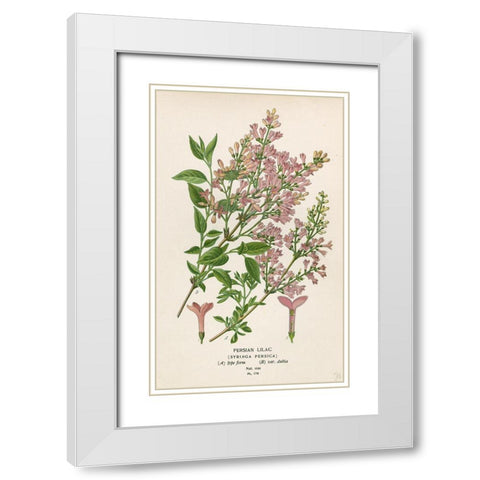 Persian Lilac White Modern Wood Framed Art Print with Double Matting by Art Licensing Studio