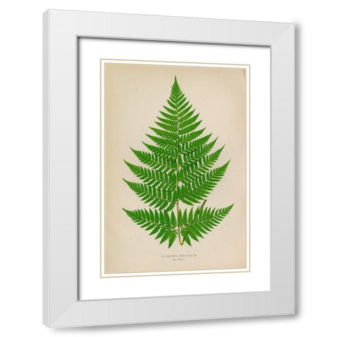Polybotrya Osmundacea White Modern Wood Framed Art Print with Double Matting by Art Licensing Studio