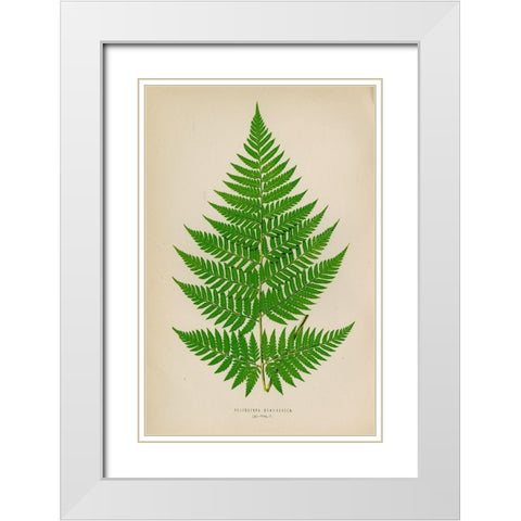 Polybotrya Osmundacea White Modern Wood Framed Art Print with Double Matting by Art Licensing Studio
