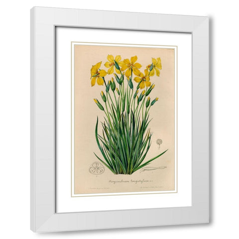 Sisyrinchium Longistylum White Modern Wood Framed Art Print with Double Matting by Art Licensing Studio