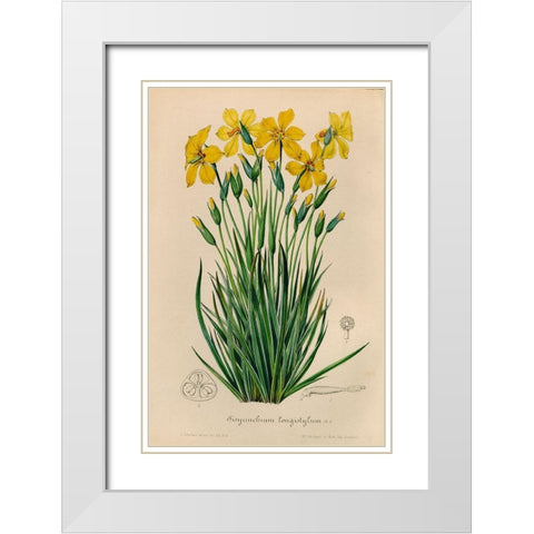 Sisyrinchium Longistylum White Modern Wood Framed Art Print with Double Matting by Art Licensing Studio
