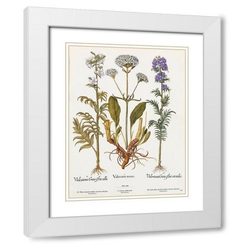 Valeriana White Modern Wood Framed Art Print with Double Matting by Art Licensing Studio