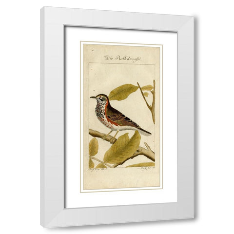 Die Rothdrosfel White Modern Wood Framed Art Print with Double Matting by Art Licensing Studio