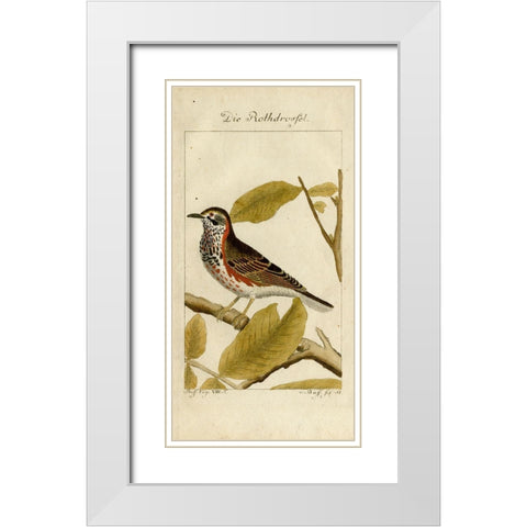 Die Rothdrosfel White Modern Wood Framed Art Print with Double Matting by Art Licensing Studio